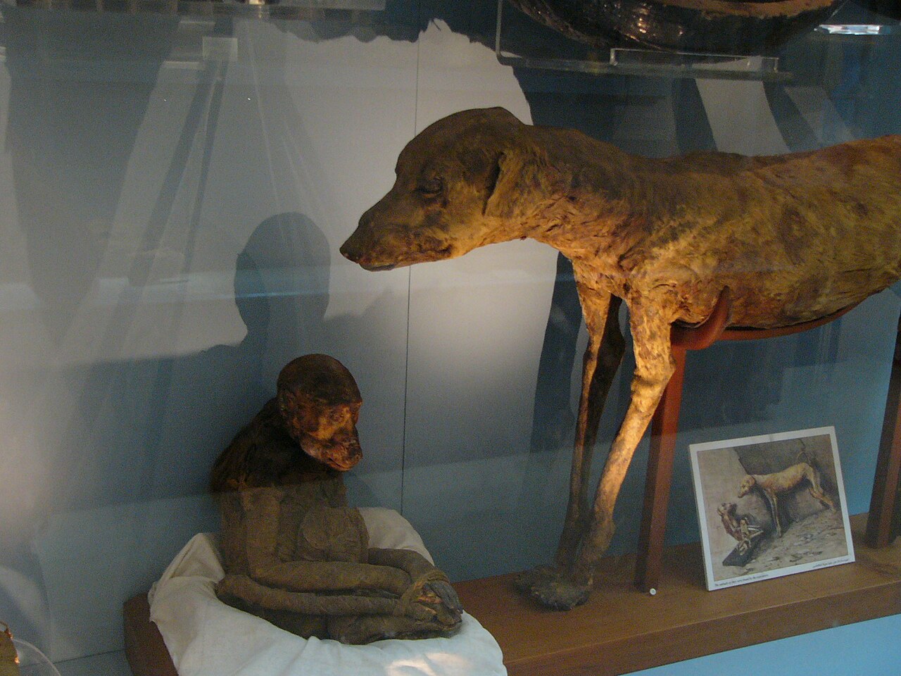 https://upload.wikimedia.org/wikipedia/commons/thumb/d/dc/Monkey_and_dog_mummies%2C_Cairo_Egyptian_Museum_01.JPG/1280px-Monkey_and_dog_mummies%2C_Cairo_Egyptian_Museum_01.JPG