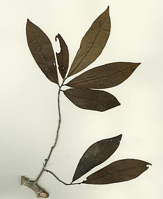 <i>Monodora hastipetala</i> Species of plant in the family Annonaceae