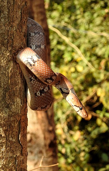 File:Montane Trinket Snake Coelognathus helena monticollaris by Dr. Raju Kasambe DSCN5610 (10).jpg