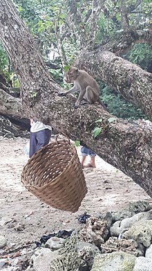 Monyet di Cagar alam Pangandaran.jpg