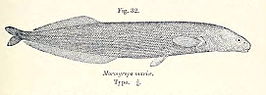 Mormyrops mariae