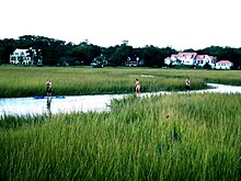 Exploring the marshes