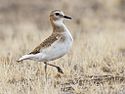 Sieweczka górska , Charadrius montanus.jpg