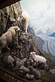 Mountain goats (22372371328).jpg