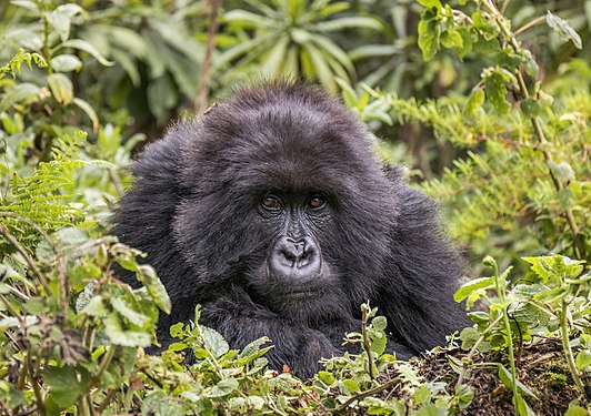 Mountain gorilla (Gorilla beringei beringei) female, Volcanoes National Park, Rwanda. Photograph: User:Charlesjsharp