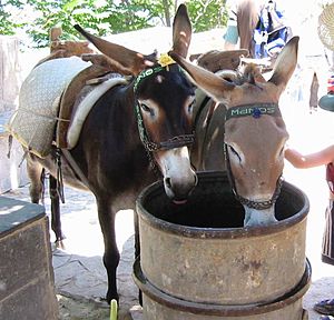 খচ্চর: ঘোড়া ও গাধার সংকর প্রাণী