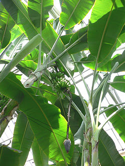 Musa acuminata3.jpg