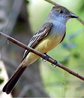 <span class="mw-page-title-main">Brown-crested flycatcher</span> Species of bird
