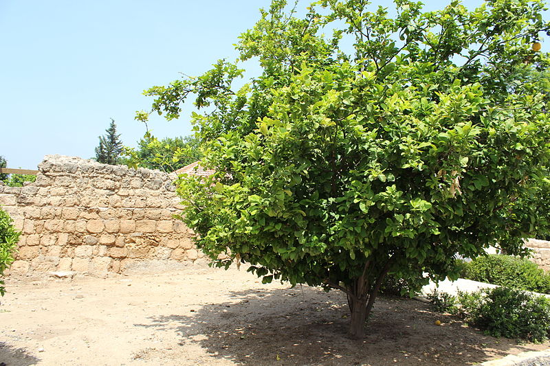 File:Nachalat Reuven museum IMG 2520.JPG