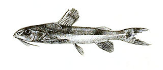 <i>Gogangra viridescens</i> Species of fish