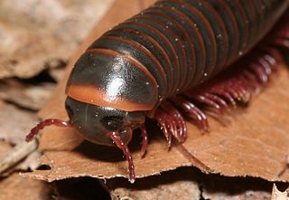 <i>Narceus</i> Genus of millipedes