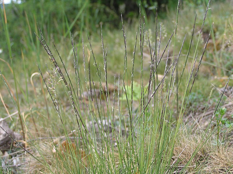 File:Nardus stricta1.JPG