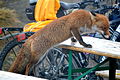 Dieser Rotfuchs in einem deutschen Nationalpark sucht Nahrung bei den Menschen.