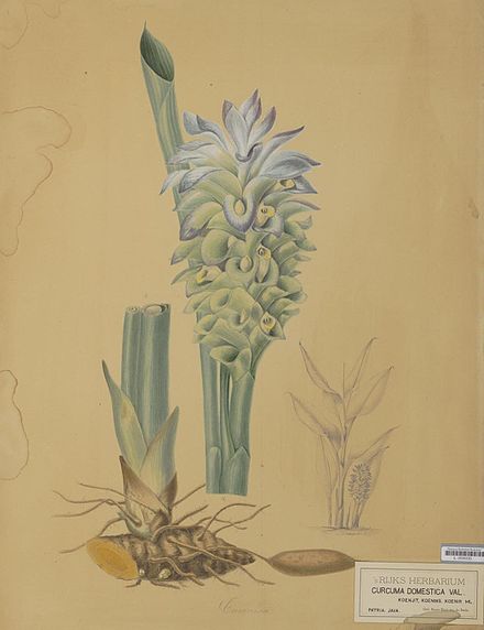 Curcuma domestica Valeton, a drawing by A. Bernecker around 1860