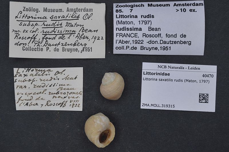 File:Naturalis Biodiversity Center - ZMA.MOLL.319315 - Littorina saxatilis rudis (Maton, 1797) - Littorinidae - Mollusc shell.jpeg
