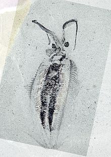 Nectocaris pteryx (ROM 60079).jpg