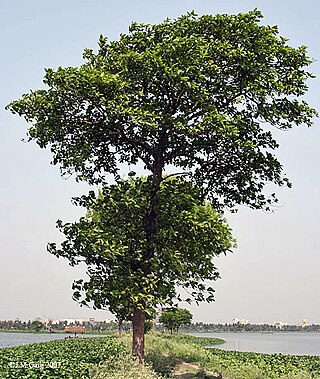 <i>Neolamarckia cadamba</i> Species of tree