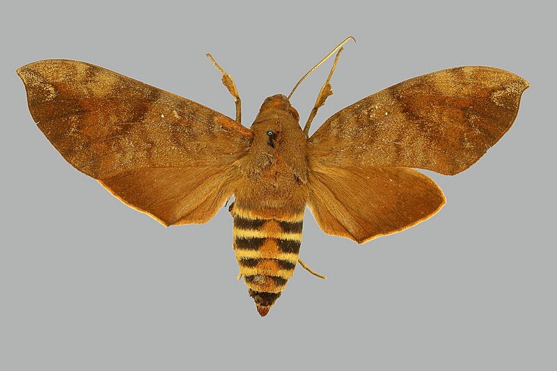 File:Nephele lannini BMNHE813188 female up.jpg