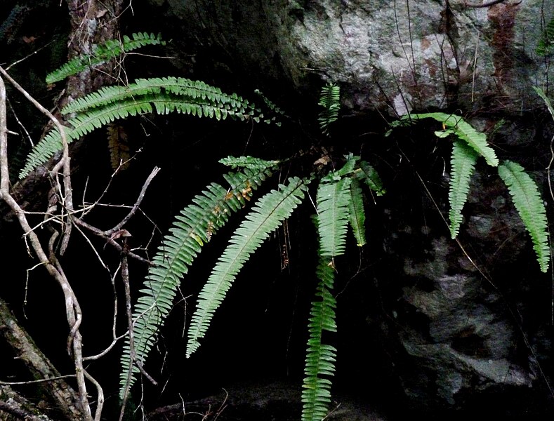 File:Nephrolepis cordifolia subsp cordifolia, habitus, Krantzkloof Natuurreservaat.jpg