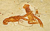 Fossils of Notahomarus Nephropidae - Homarus hakelensis.JPG