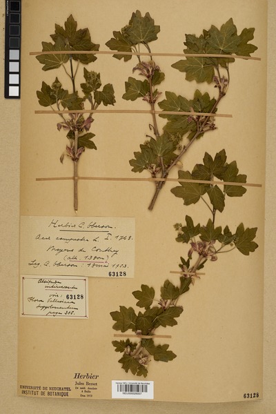 File:Neuchâtel Herbarium - Acer campestre - NEU000026007.tiff