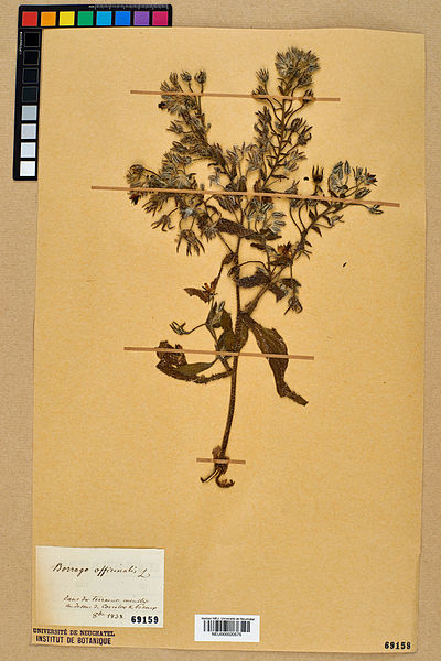 File:Neuchâtel Herbarium - Borago officinalis - NEU000020575.jpg