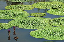 Euryale ferox growing in Niigata City, Japan NiigataCityOpenData fukushimagata001.jpg