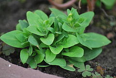 Leaves of Petunia × atkinsiana