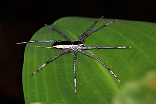 <span class="mw-page-title-main">Nursery web spider</span> Family of spiders
