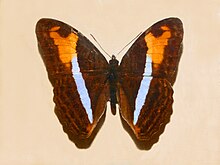 Adelpha plesaure Nymphalidae - Adelpha plesaure.JPG