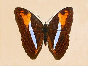 Nymphalidae - Adelpha plesaure.JPG