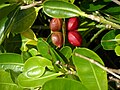 نبات الـ Red Berrywood