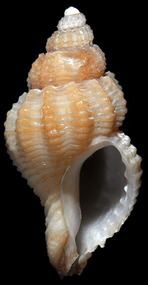 Ocinebrina aegeensis (MNHN-IM-2013-32780) 003.jpeg