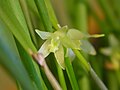 Octomeria linearifolia