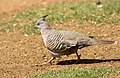 Crested Pigeon (Ocyphaps lophotes), Australian National Botanic Gardens, Canberra, Australian Capital Territory, Australia