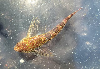 <span class="mw-page-title-main">Saddleback sculpin</span> Species of fish