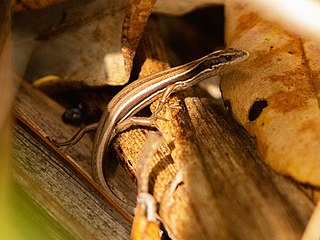 <span class="mw-page-title-main">Moko skink</span> Species of lizard