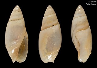 <i>Olivella lepta</i> Species of gastropod