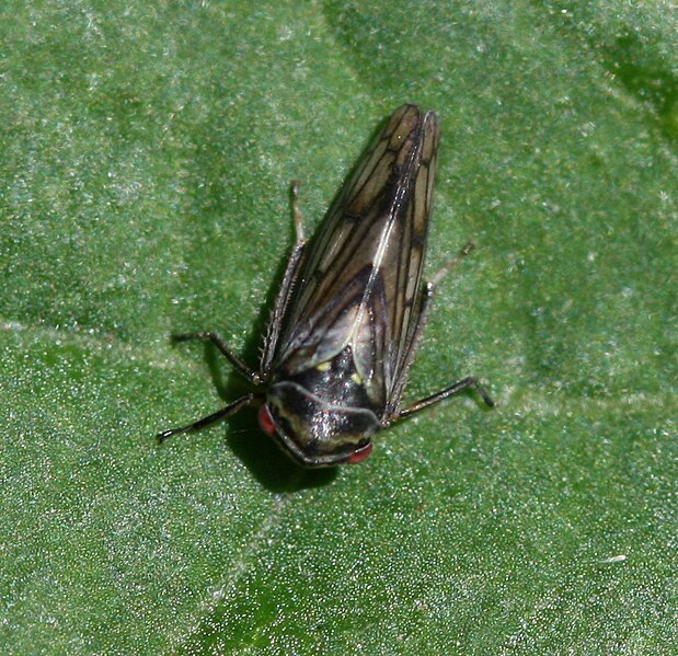 File:Oncopsis sp.jpg