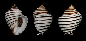 Três vistas da concha de O. pseudodon, de espécime vindo do Panamá.