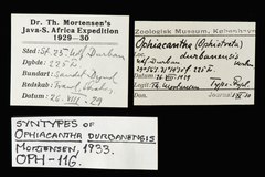 File:Ophiacantha durbanensis - OPH-000116 label.tif (Category:Echinodermata in the Natural History Museum of Denmark)