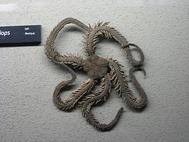 Ophiocoma aethiops