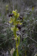 Ophrys fusca (Guzargues, Nord-Ouest)