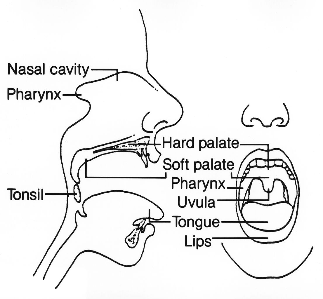 File:Buste-Jean-Bouche def.jpg - Wikimedia Commons