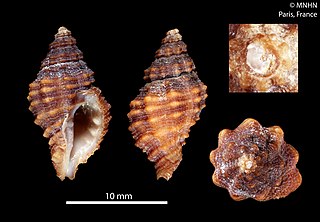 <i>Orania xuthedra</i> Species of gastropod