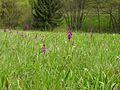 Orchis mascula Germany - Moosalbtal (bei Völkersbach)
