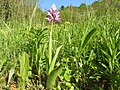 Orchis militaris Germany - Ungeheuerklamm, Untergrombach