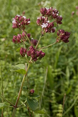 Oregano (Origanum vulgare)