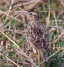 Oriental skylark, Alauda gulgula Oriental Skylark I IMG 0571.jpg