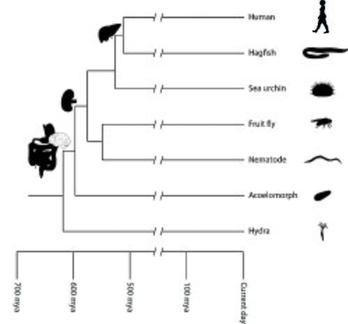 Relationship of major animal lineages with indication of how long ago these animals shared a common ancestor. On the left, important organs are shown,